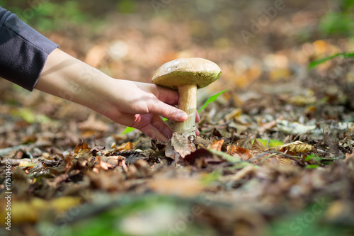 Young woman hands collecting / tearing edible mushroom (boletus) in a deciduous forest
