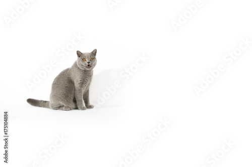 Portrait of British Shorthair cat on a white background photo