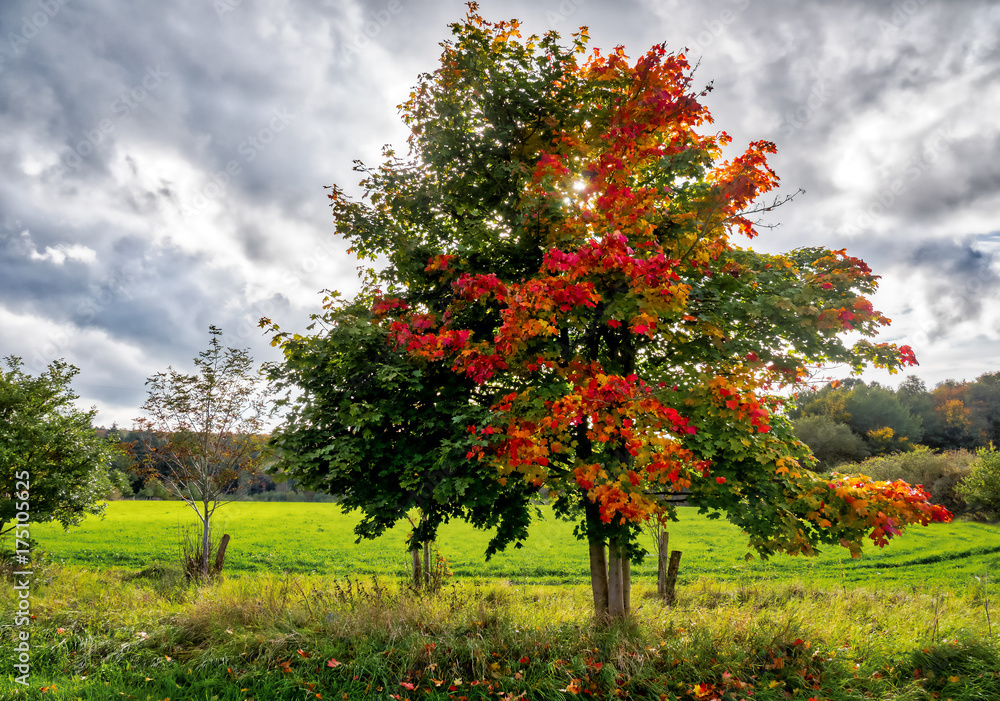 Fototapeta premium Herbststimmung