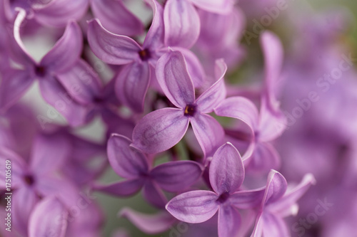 Common lilac flowers  Syringa vulgaris 
