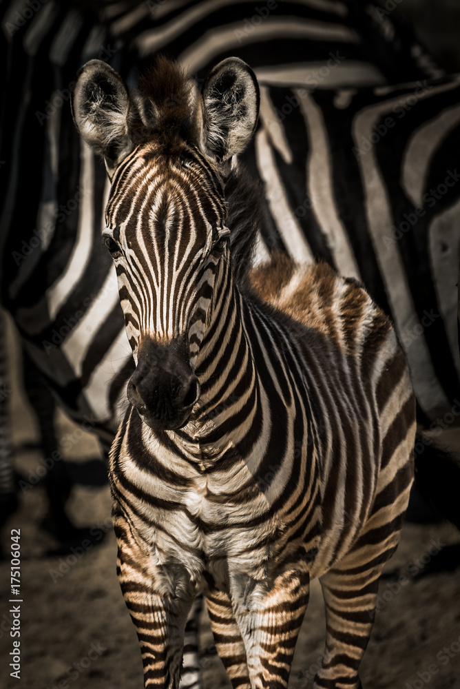 Young zebra foal surrounded by his family Young zebra foal surrounded by his family