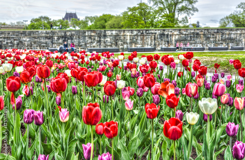 Macro closeup of purple and red tulips in summer by green grass fields plains in park with fortifications stone wall and view of Chateau Frontenac