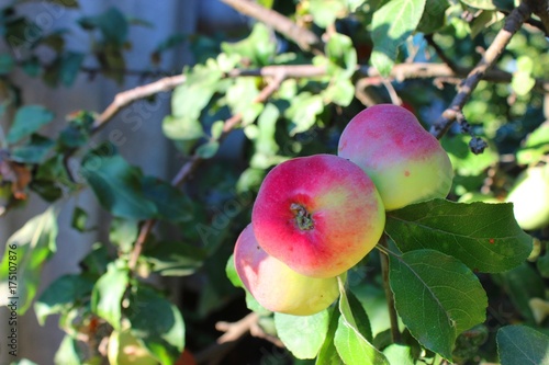 Apples. Morning. July.