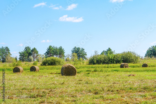 Round straw bales in a meadow. Countryside landscape