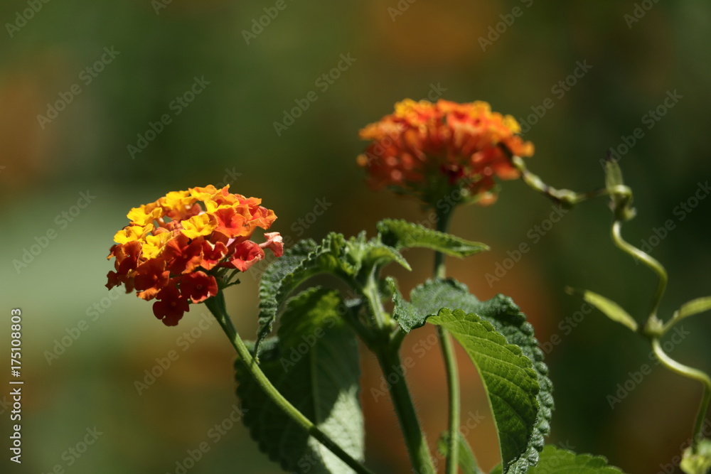 lantana lantana