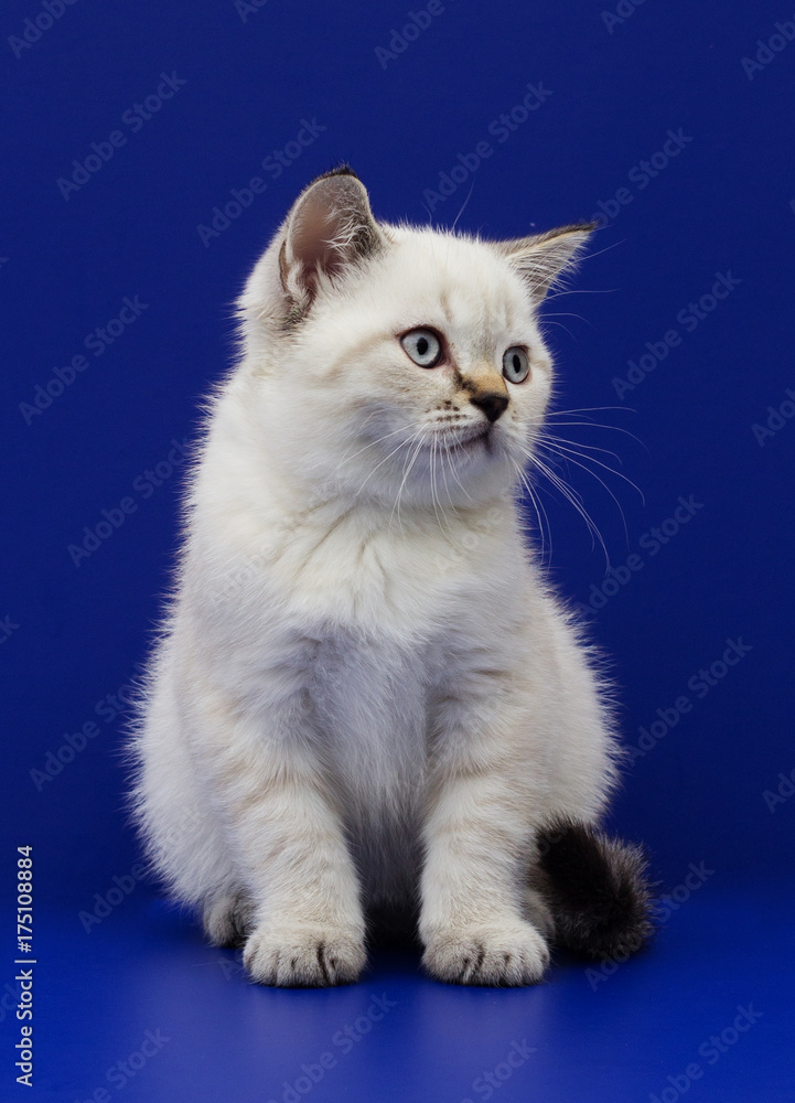 Obraz premium scottish kitten on a blue background