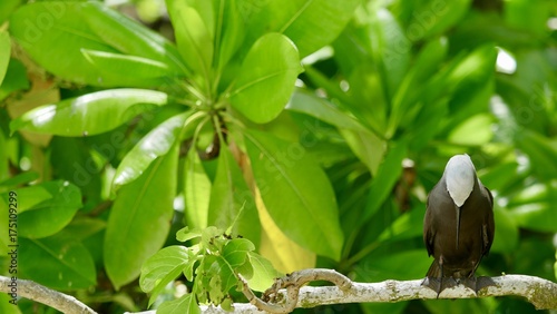 Noddi brun ou Anous Stolidus ou Macoua, île Cousin, Seychelles, série photo