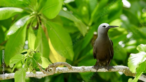 Noddi brun ou Anous Stolidus ou Macoua, île Cousin, Seychelles, série photo