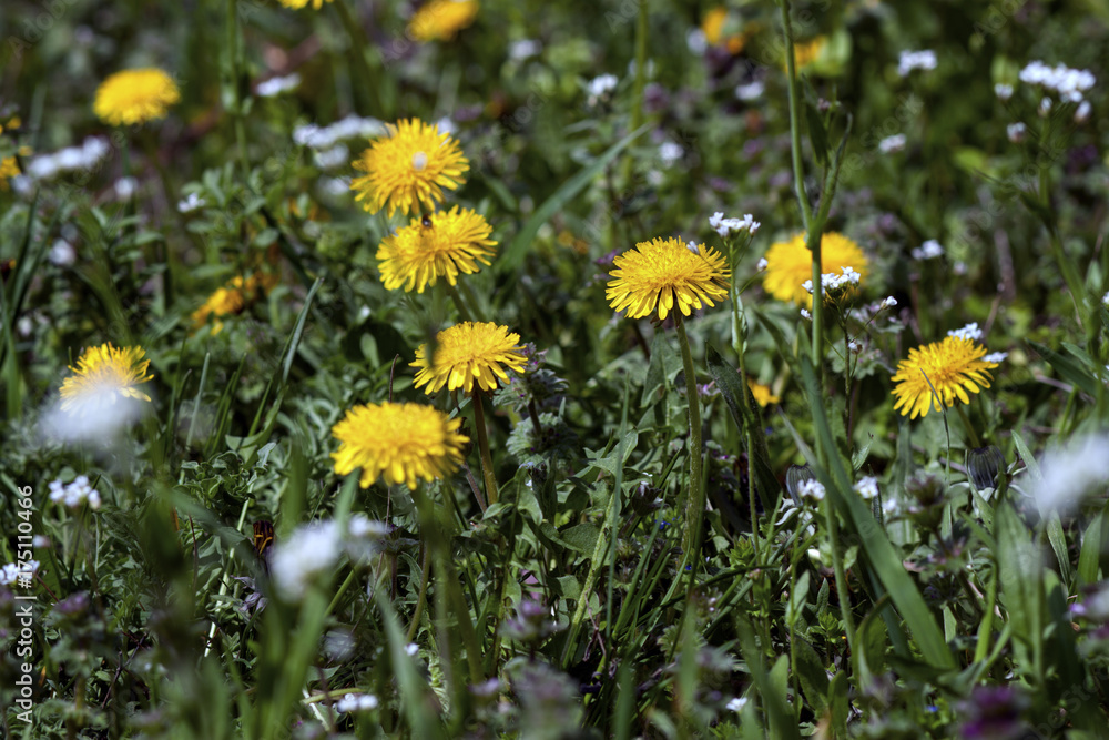 a glade of the first spring flowers of dandelions a glade of the first spring flowers of dandelions