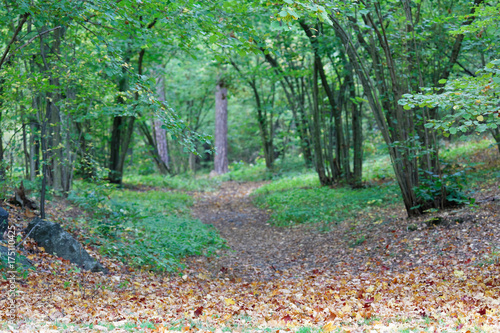 Path leading into the forest of hazel trees, leafs on the ground photo