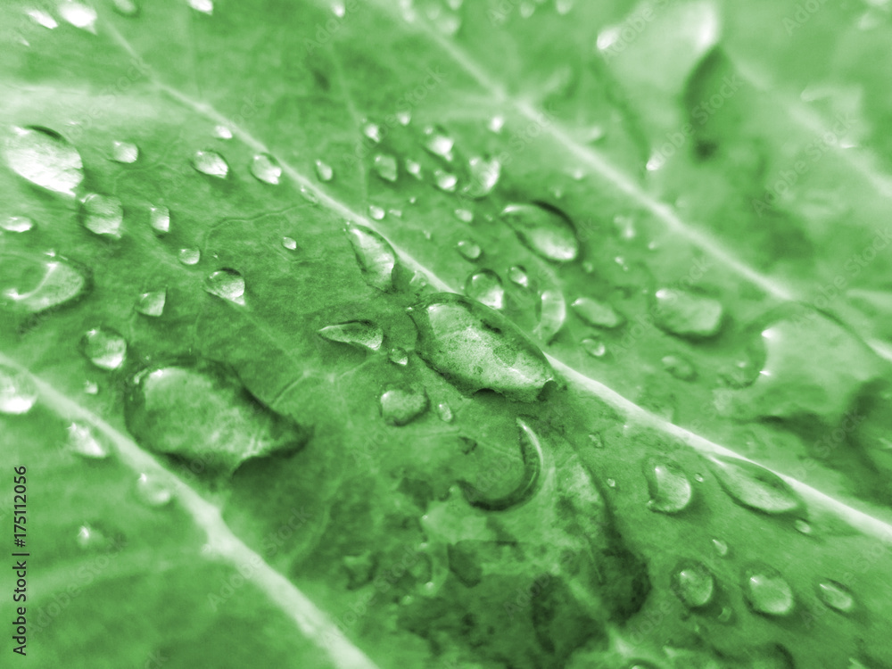 Large transparent water droplets on cabbage leaf. Toned Large transparent water droplets on cabbage leaf. Toned