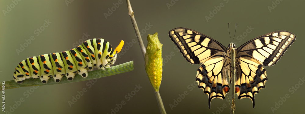 Fototapeta premium Transformacja wspólnego motyla wyłaniającego się z izolowanego kokonu