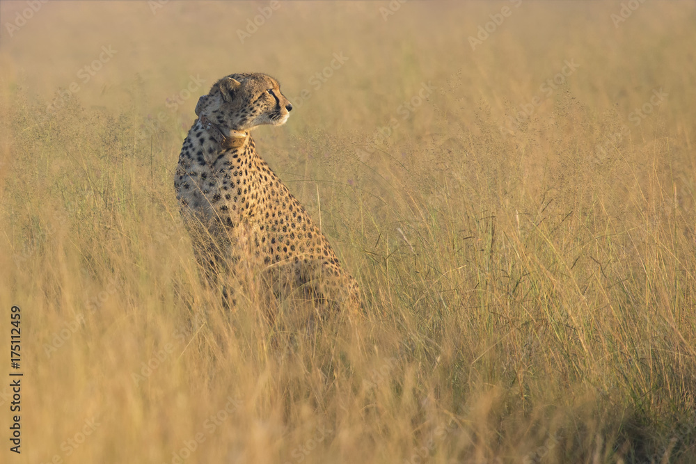 Female cheetah sitting in brown grass in the early morning sun Female cheetah sitting in brown grass in the early morning sun