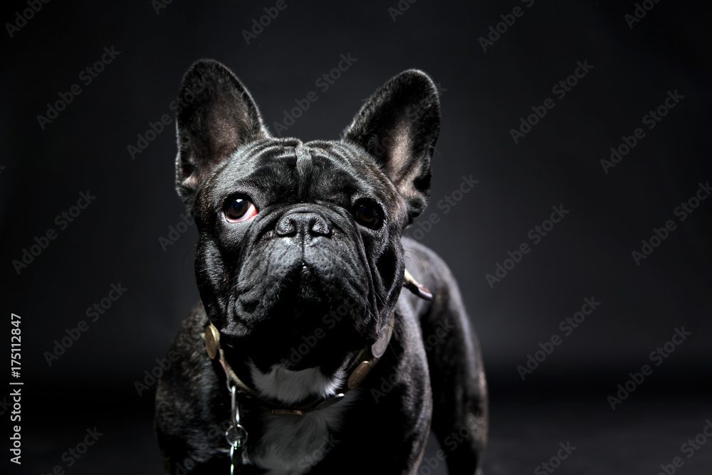 French bulldog with plain background