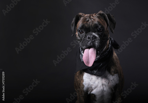 Boxer dog in studio with black background