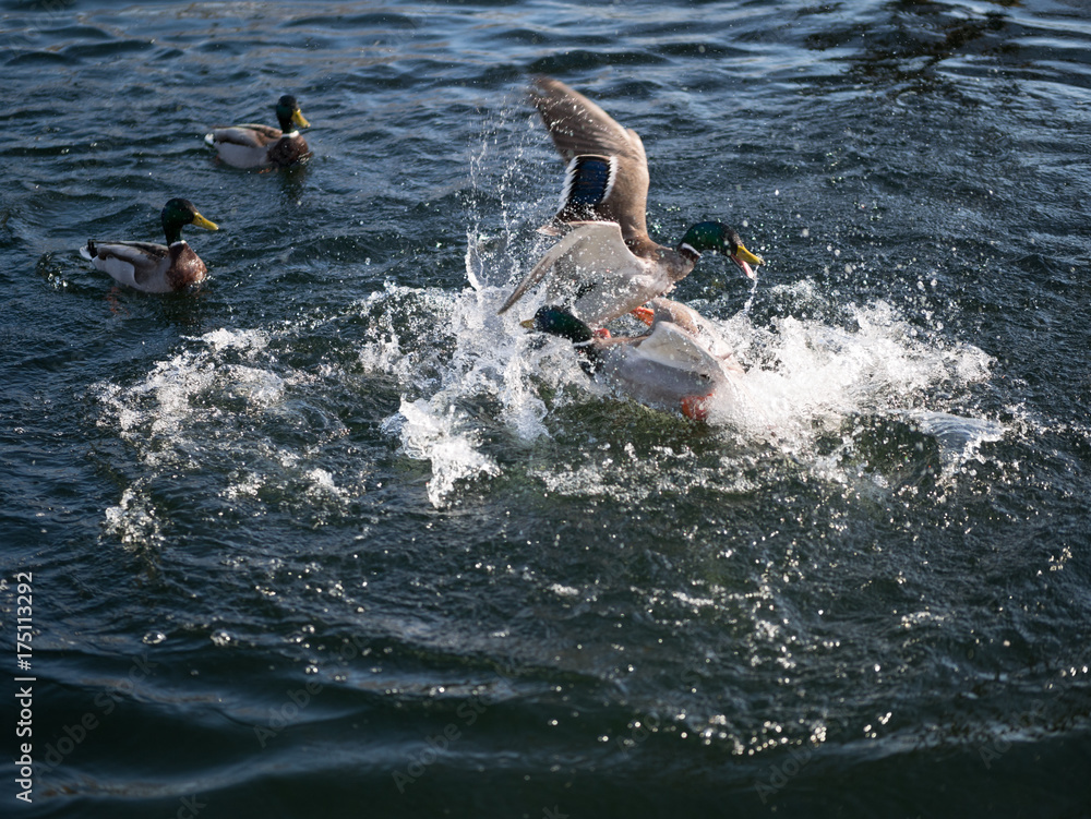 Obraz premium Duck Fight