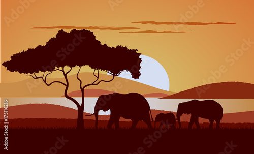 Sunset in the savanna a vector illustration. © dervish15