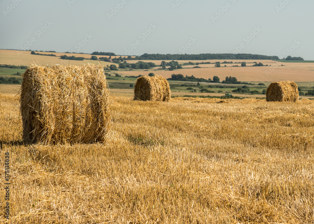 Early autumn hot noon in the countryside. Field with bales of hay from recently harvested wheat