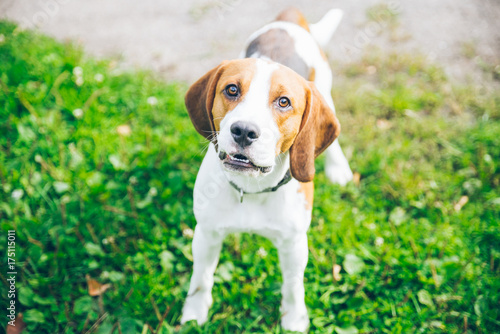 beagle dog playing outsside