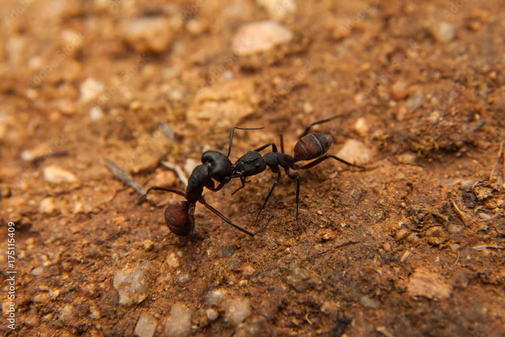Dos hormigas enfrentadas 