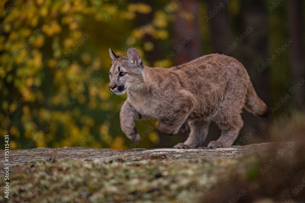 Obraz premium Cougar(Puma concolor)