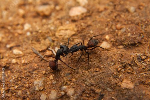 Dos hormigas enfrentadas  © Alex Manzanares