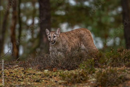 Cougar Puma concolor 