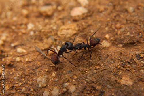 Dos hormigas peleando