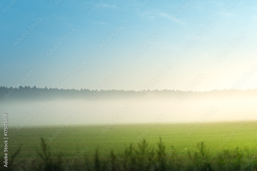 morning fog on the summer field
