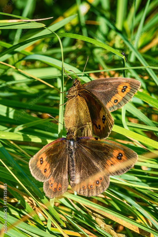 Naklejka premium butterfly