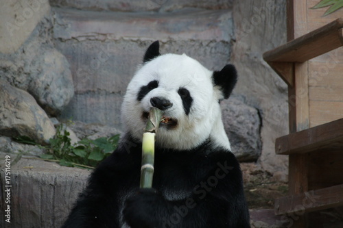 Funny Female Giant Panda in Thailand, eating Bamboo Stick