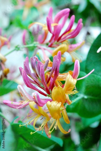 Chèvrefeuille grimpant - Lonicera nitida photo