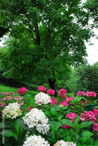 Hortensias en fleurs © jardipartage