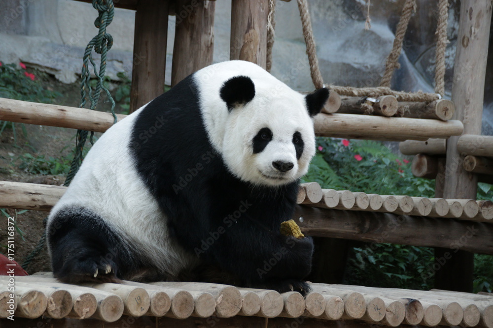 Obraz premium Female Giant Panda in Thailand, eating Bamboo Biscuit