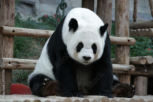 Fototapeta Naklejka Na Ścianę i Meble -  Female Giant Panda in Thailand, relaxing on her favorite bed