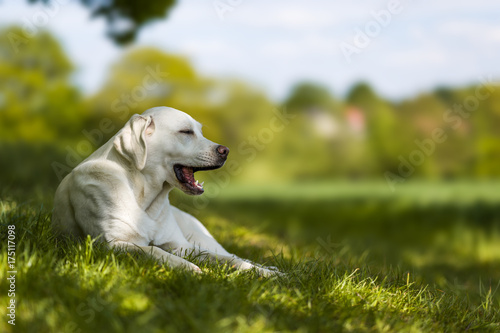 Fototapeta Naklejka Na Ścianę i Meble -  junger labrador retriever hund welpe gäjnt auf einer wiese