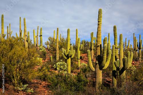 Saguaro Cactus 2 photo
