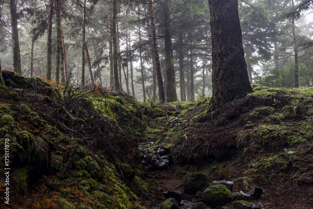 geheimnisvoller Wald geheimnisvoller Wald