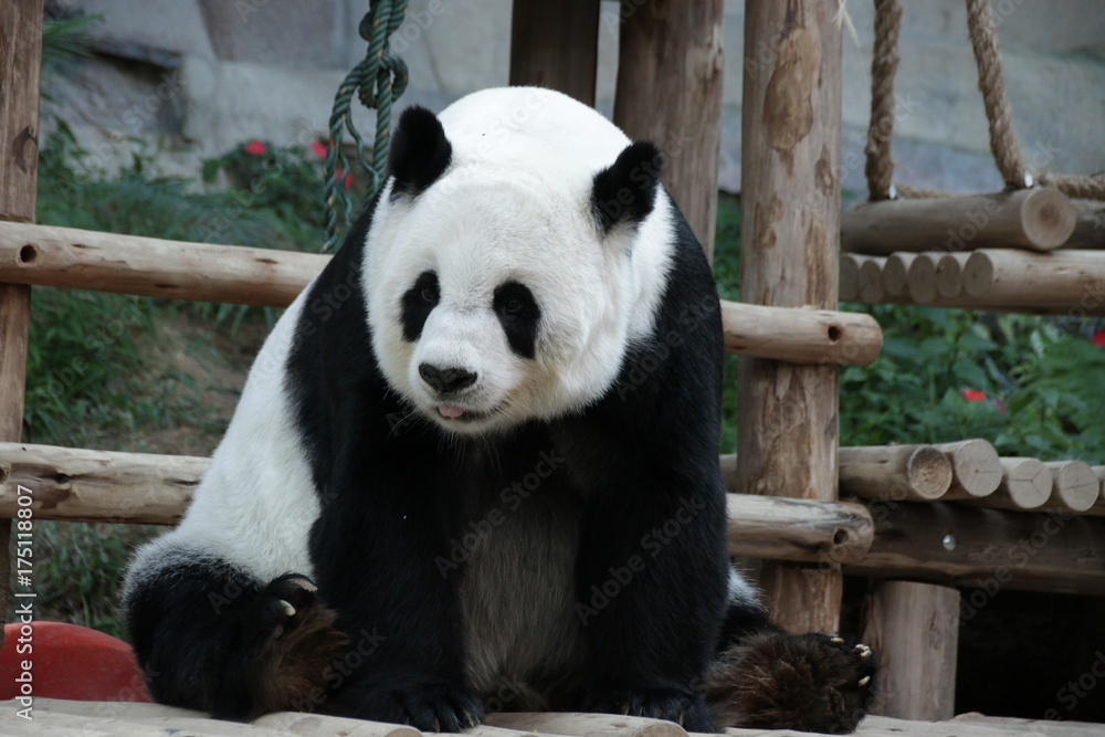 Female Giant Panda in Thailand, relaxing on the wood structure