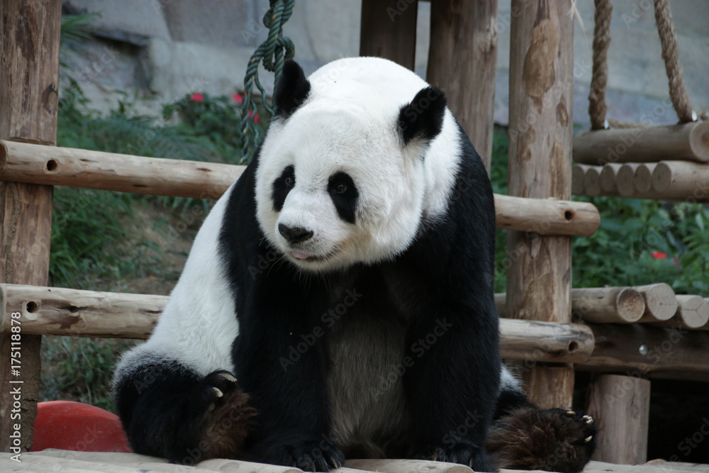 Obraz premium Female Giant Panda in Thailand, relaxing on the wood structure
