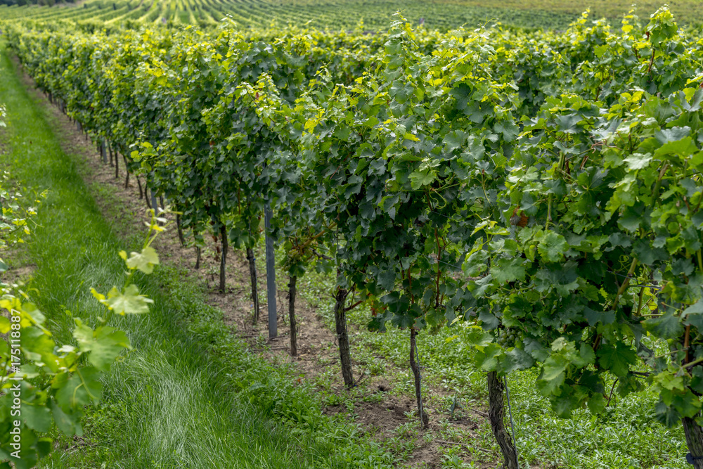 Vineyards in the harvest season in Rhein-Hessen in Rhineland-Palatinate, Germany