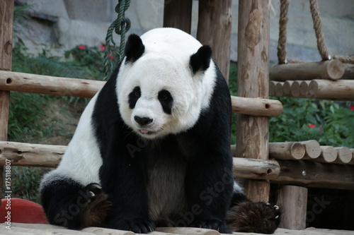 Fototapeta Naklejka Na Ścianę i Meble -  Female Giant Panda in Thailand, relaxing on the wood structure