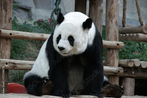 Female Giant Panda in Thailand, relaxing on the wood structure © foreverhappy