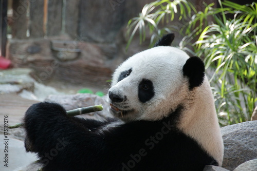 Fototapeta Naklejka Na Ścianę i Meble -  Male Giant Panda in Thailand, Eating Bamboo Shoot