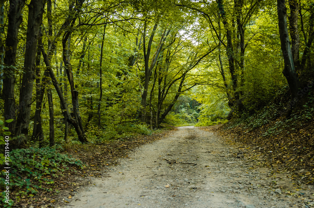 Fototapeta premium Path through the woods 