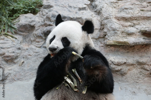 Fototapeta Naklejka Na Ścianę i Meble -  Male Giant Panda in Thailand, Eating Bamboo Shoot