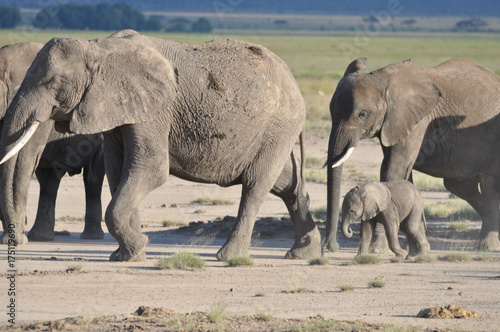 The African animals. Kenya