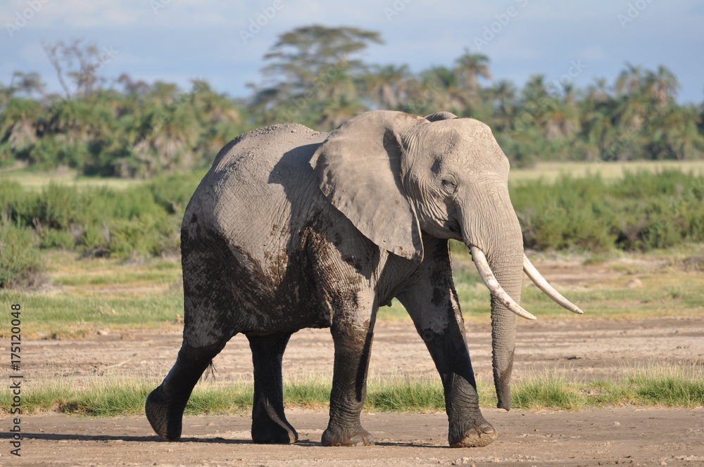 Fototapeta premium The African animals. Kenya