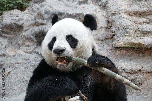 Fototapeta Naklejka Na Ścianę i Meble -  Male Giant Panda in Thailand, Eating Bamboo Shoot