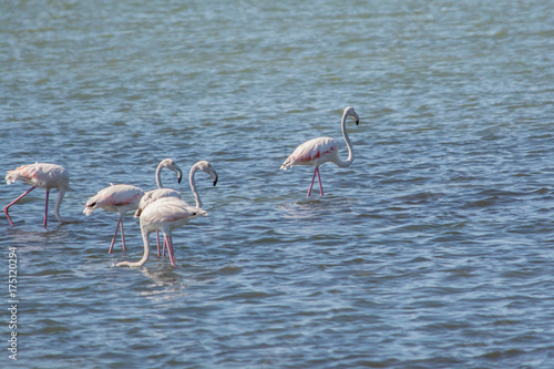 Wild Flamingos at Amvrakikos sea lake photo